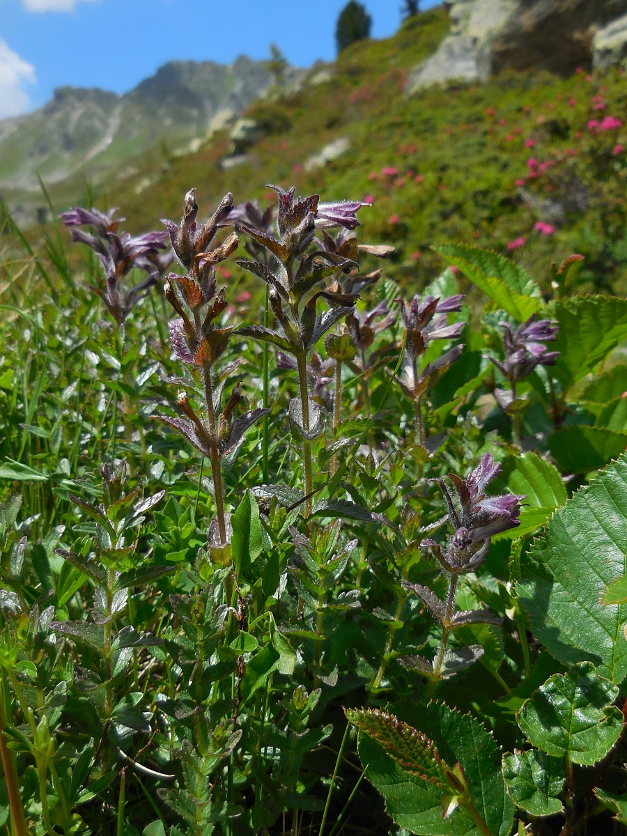 Bartsia alpina, Alpine Bartsia